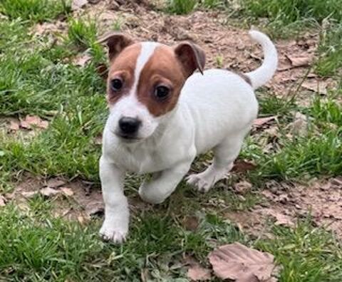 Chiots jack russell 750 76110 Grainville-ymauville