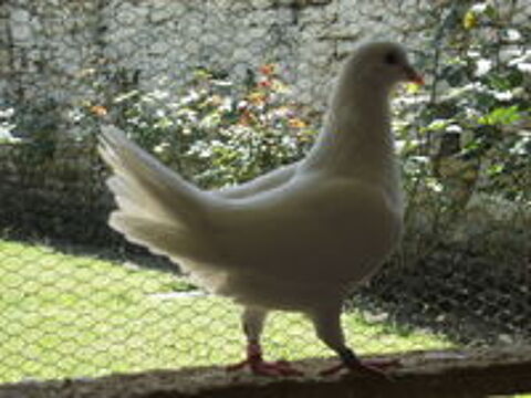   Pigeons reproducteurs hubbell blanc 