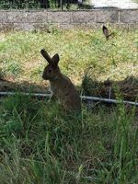   NAOS, magnifique lapin Rex  adopter via l'association UMA 