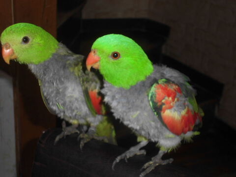 couple p&eacute;rruches &eacute;rythropt&egrave;re 500 13140 Miramas