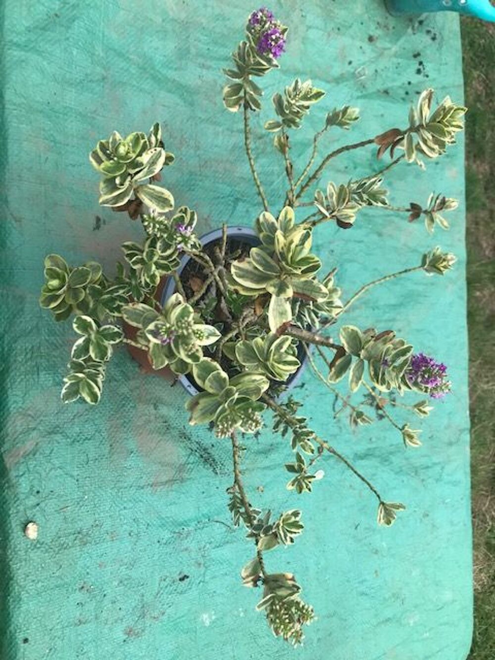 pied de fusain 32cm Jardin