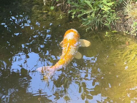 Grande carpe Ko&iuml; 60+cm 270 37270 Montlouis-sur-loire