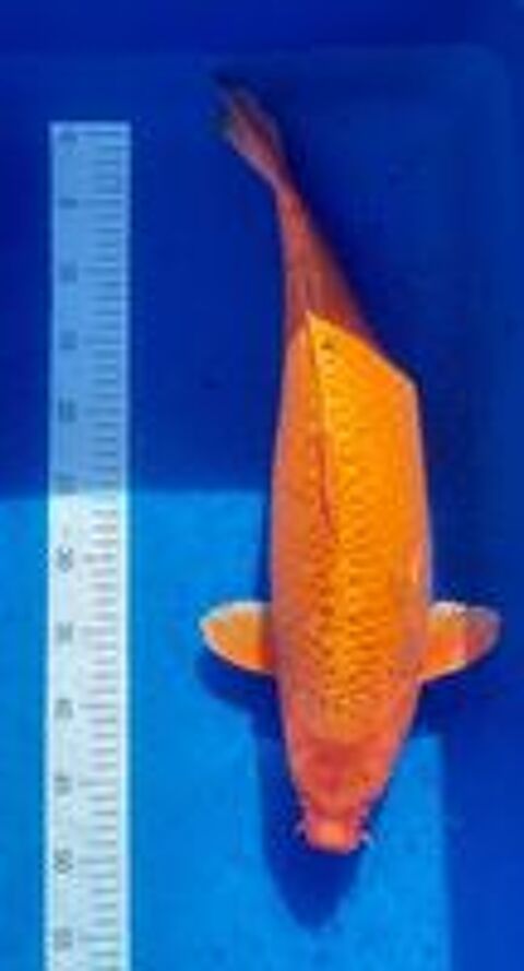   CARPE KOI 