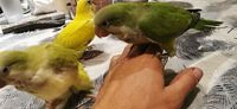  Conure veuve  