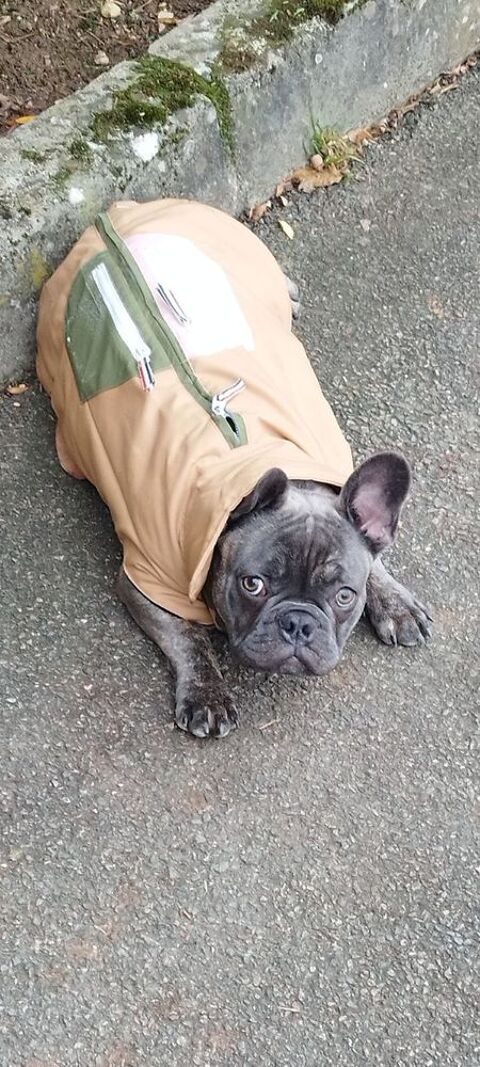 Saillie Bouledogue francais couleur blue 180 58000 Nevers