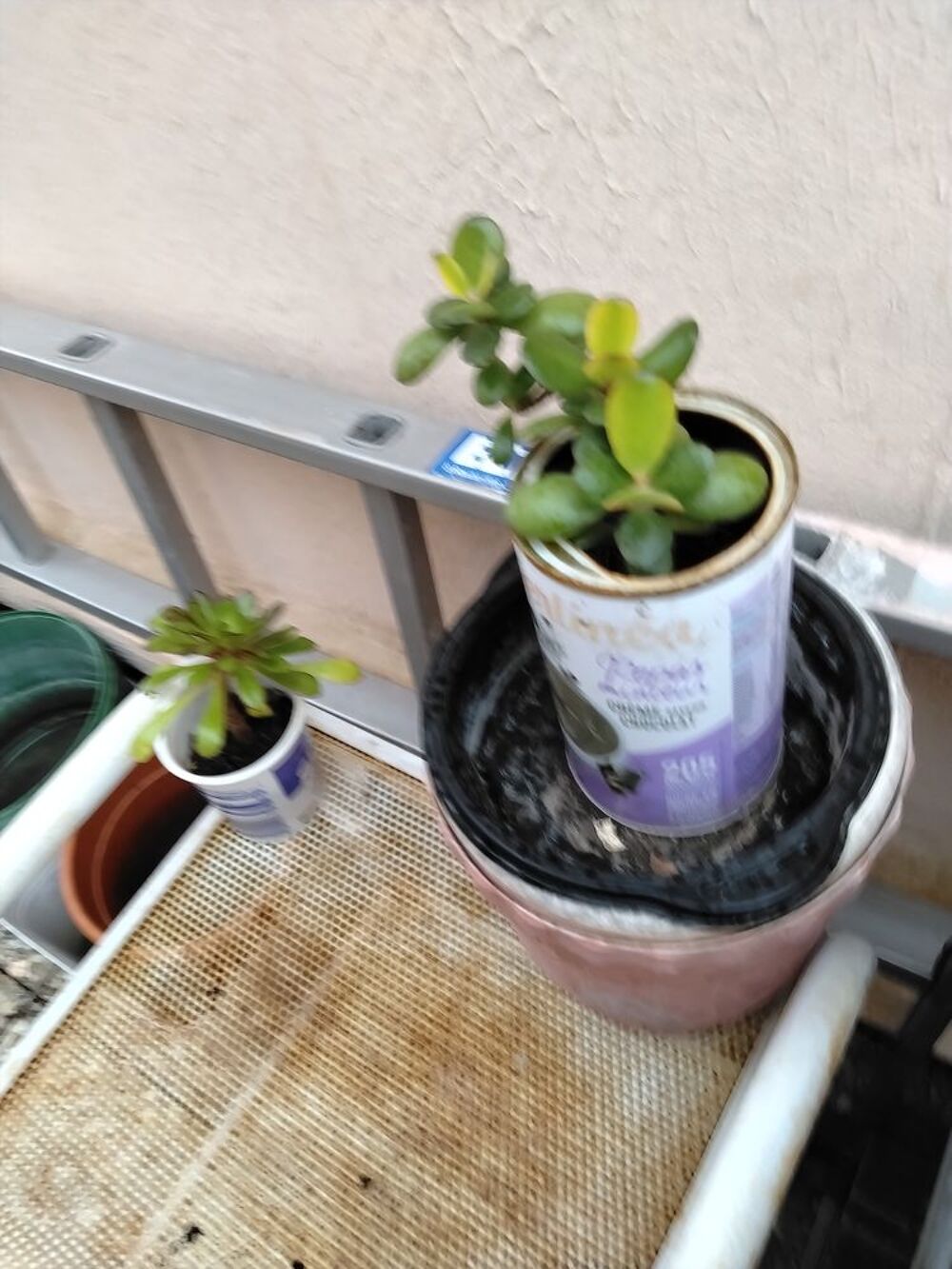 POTS DE FLEURS A GOGO &agrave; partir de 3€ pi&egrave;ce le pot 
et plante Jardin