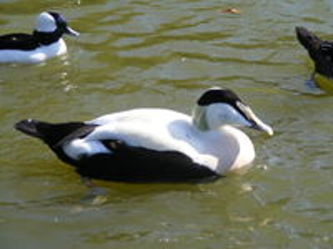   canard d'ornement 