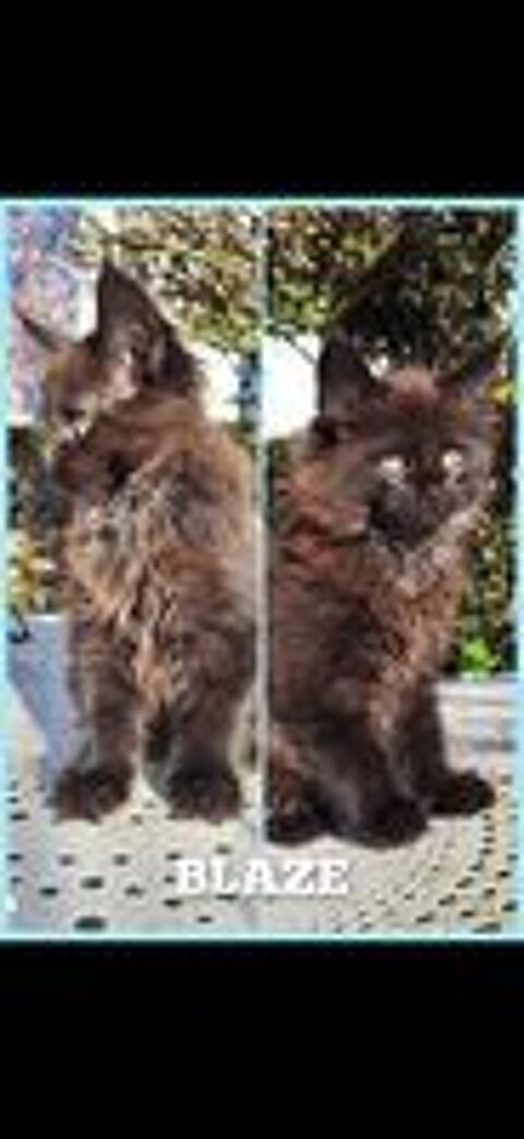   Maine coon LOOF 