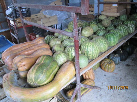 melons confiture 1 Cissac-M�doc (33)