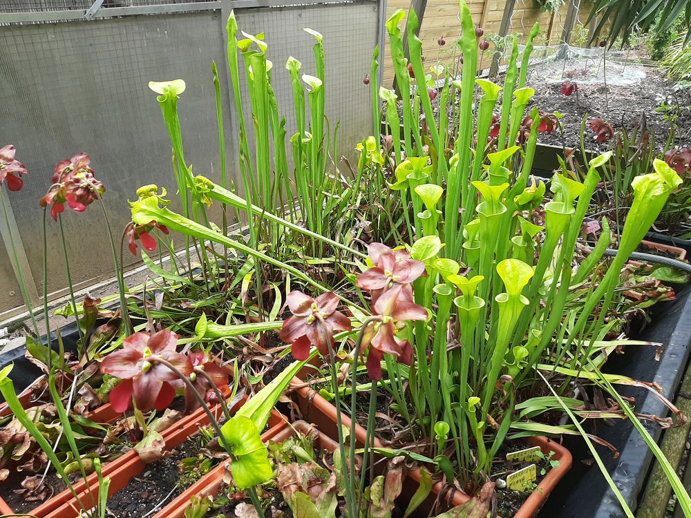 PLANTES CARNIVORES Sarracenia purpurea excellens et flava Jardin