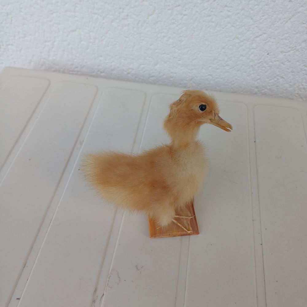 taxidermie empaille poussin Décoration