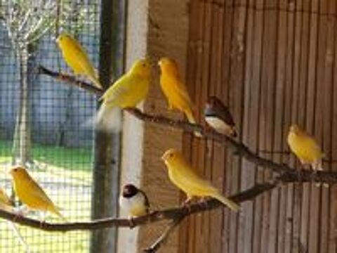   Oiseaux canaris  