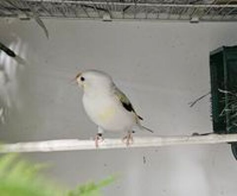   Canaris mutation panaché  