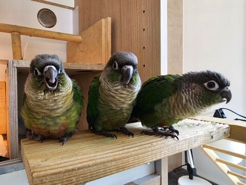 Jeunes conures molinae EAM 200 66740 Villelongue-dels-monts