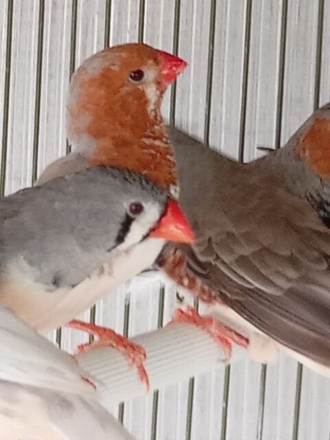 Diamants mandarins 20 03800 Gannat