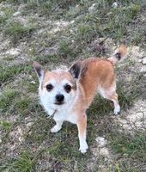   Rox (et Nala) sont à l'adoption 