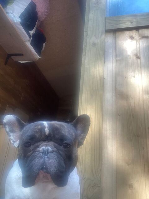 adulte mâle bouledogue français 1500 83200 Toulon