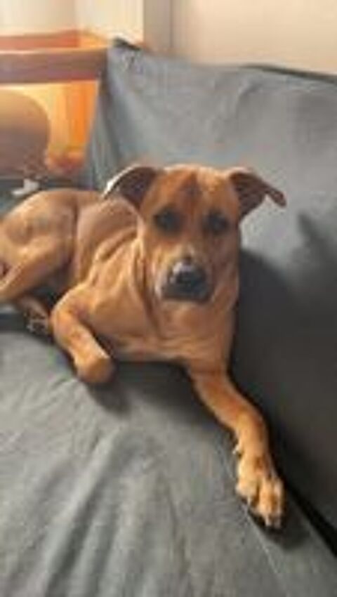  Chien REX à l adoption 