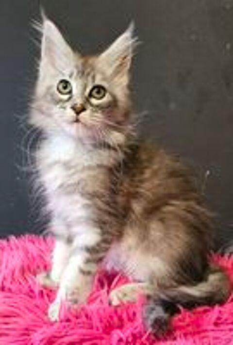   2 femelles Maine Coon Loof, LIVRAISON  