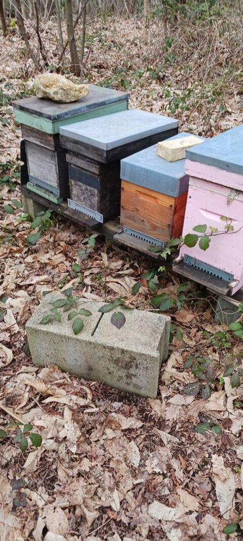 Essaims hivern&eacute;s 100 72370 Le breil-sur-m�rize