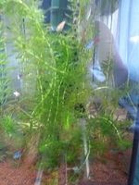   Plante d'aquarium.  