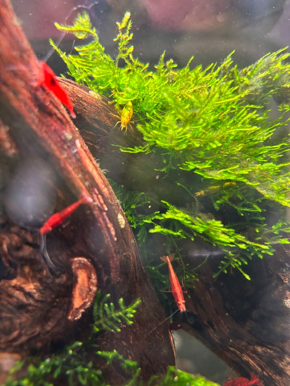   Crevette Red Cherry / Yellow 