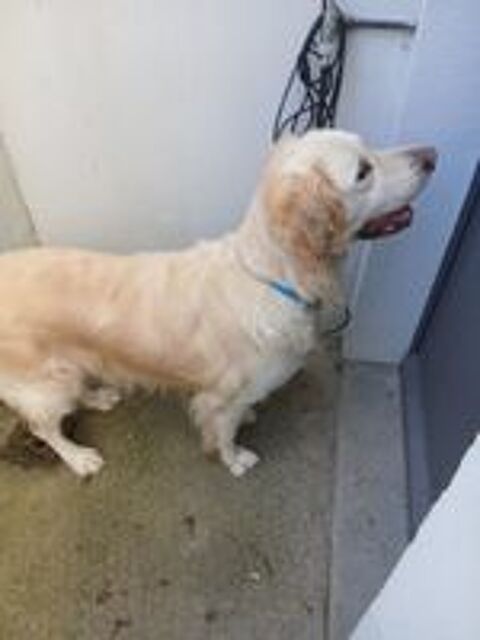   Donne chien mâle Golden retriever de 5 ans et demi.
