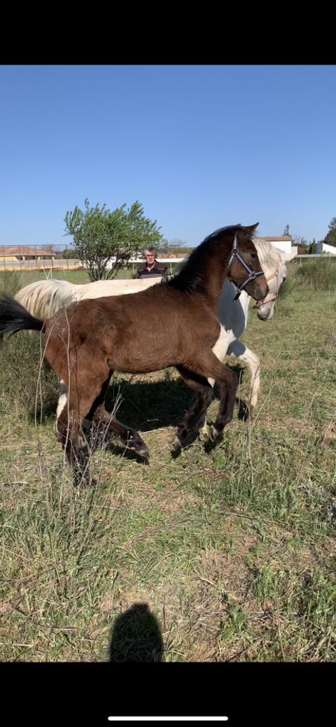 POULAIN LIPIZZAN KAMSO FAVORY GRAINA 34230 Usclas-d'hrault