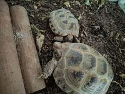   Tortues  