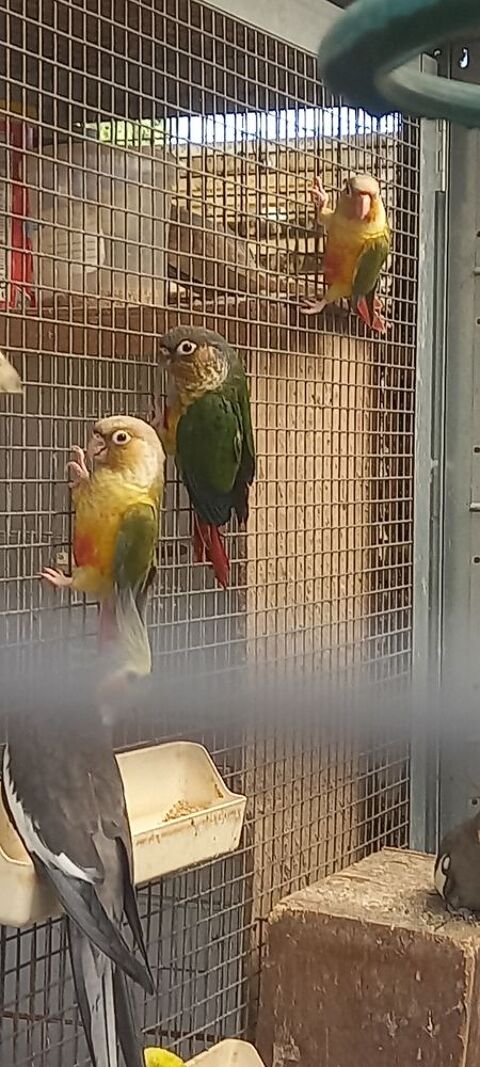 Conure molinae 75 59310 Auchy-lez-orchies