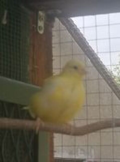   Canari fife fancy  
