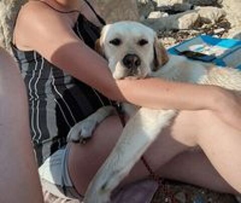   Enjoy, croisé labrador, mâle de 3 ans  