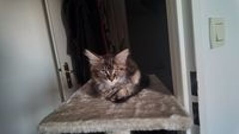  CHATON FEMELLE MAINE COON LOOF 