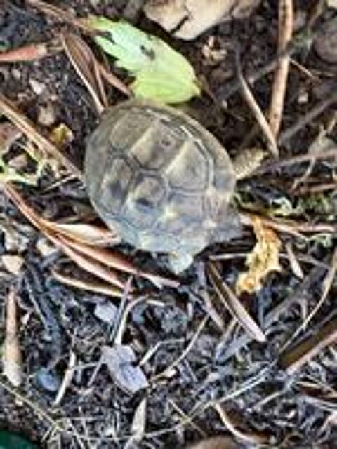   Tortues juvéniles 