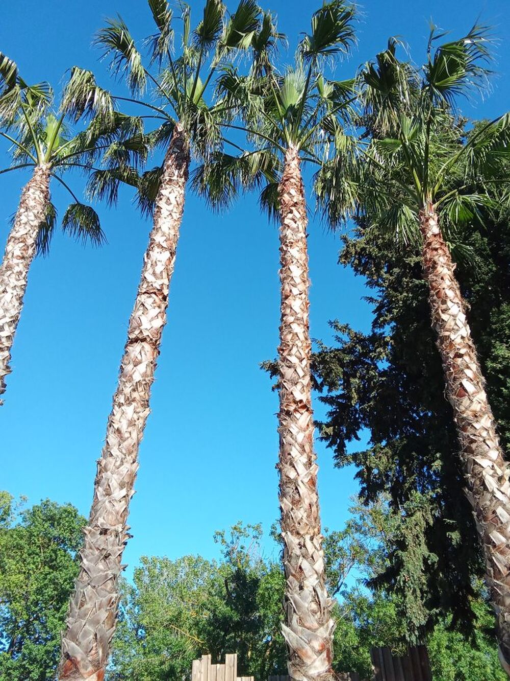   Mobil home 6 places 3 chambre
Agde Languedoc-Roussillon, Agde (34300)