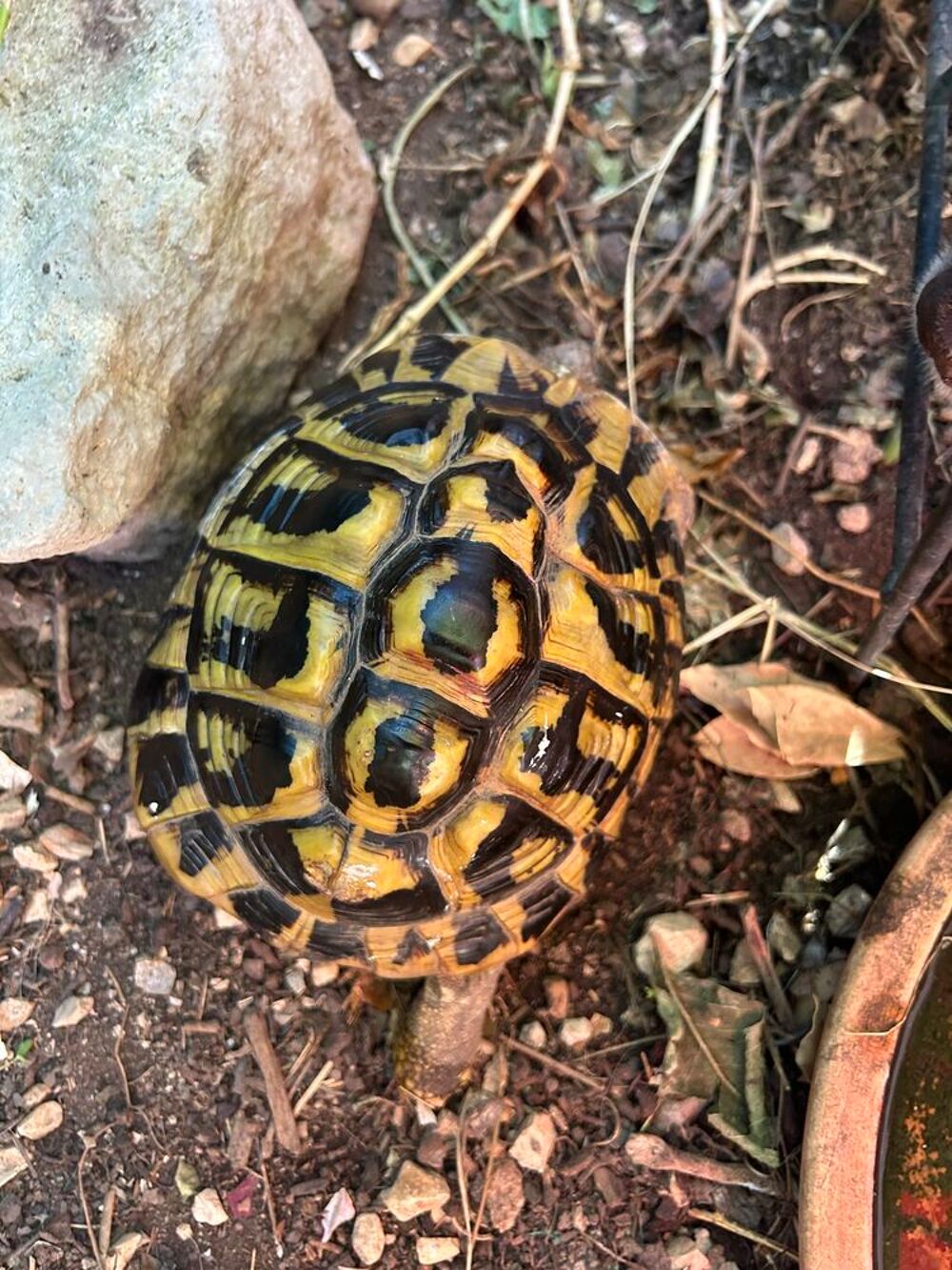   Tortue de terre femelle  