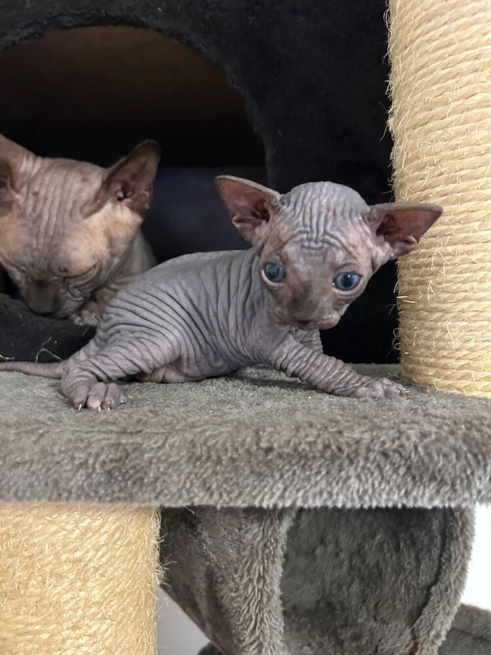   femelle sphinx entière loof ils seront vaccinés, Pucé vermif 