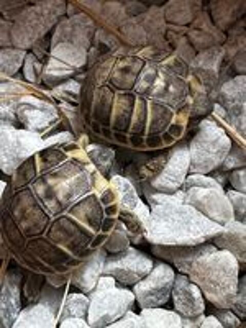   TORTUES JUVENILES  