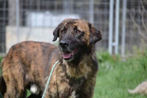 Galindo 4 ans, une merveille de chien (sociable chiens et chats) 315 24140 Douville