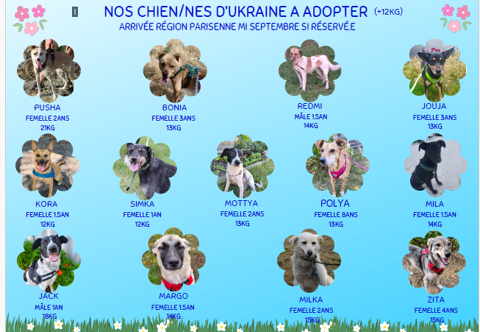 PLUSIEURS CHIENS A ADOPTES 0 75018 Paris