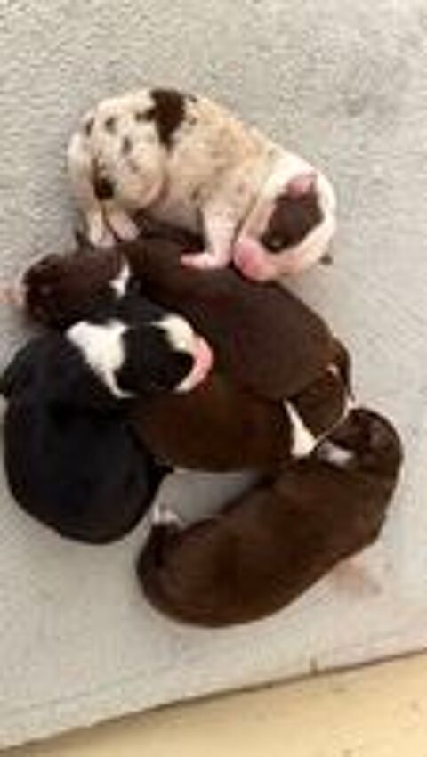   Chiots Berger Australien LOF 