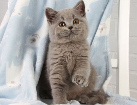 Magnifique femelle british shorthair a réserver 1400 68260 Kingersheim