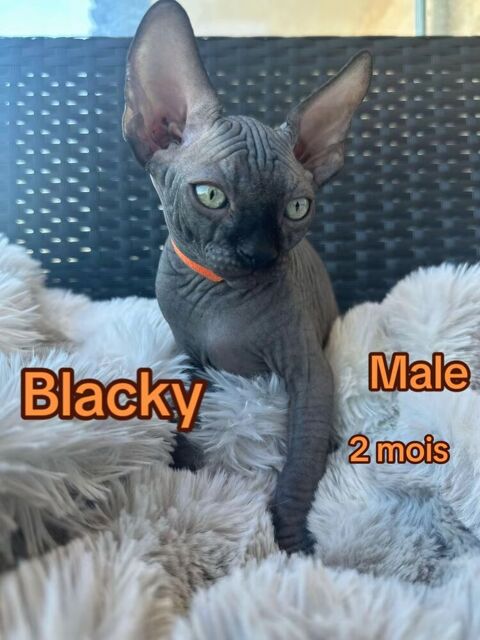 5 Chaton sphynx m&acirc;le femelle 0 93110 Rosny-sous-bois