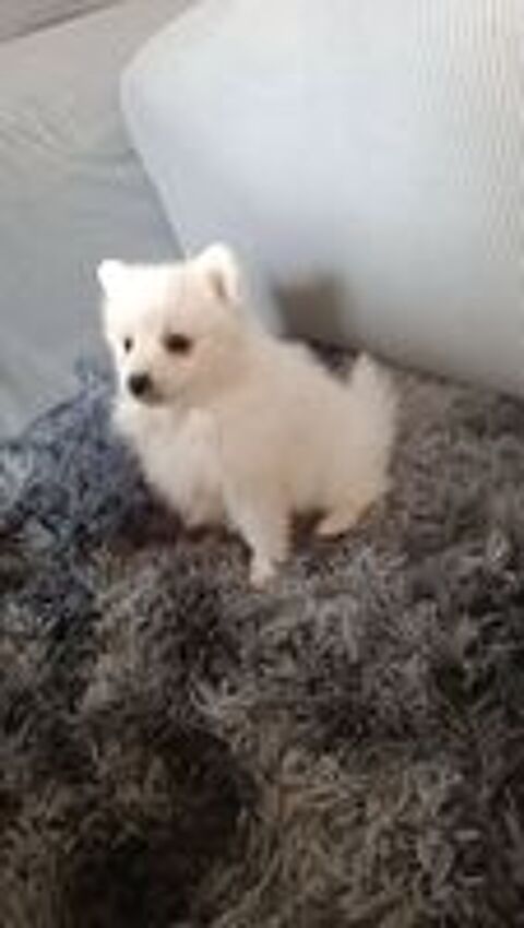   Spitz japonais lof 