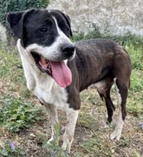   BAPTISTE, cane corso, 8 ans DON LIBRE 