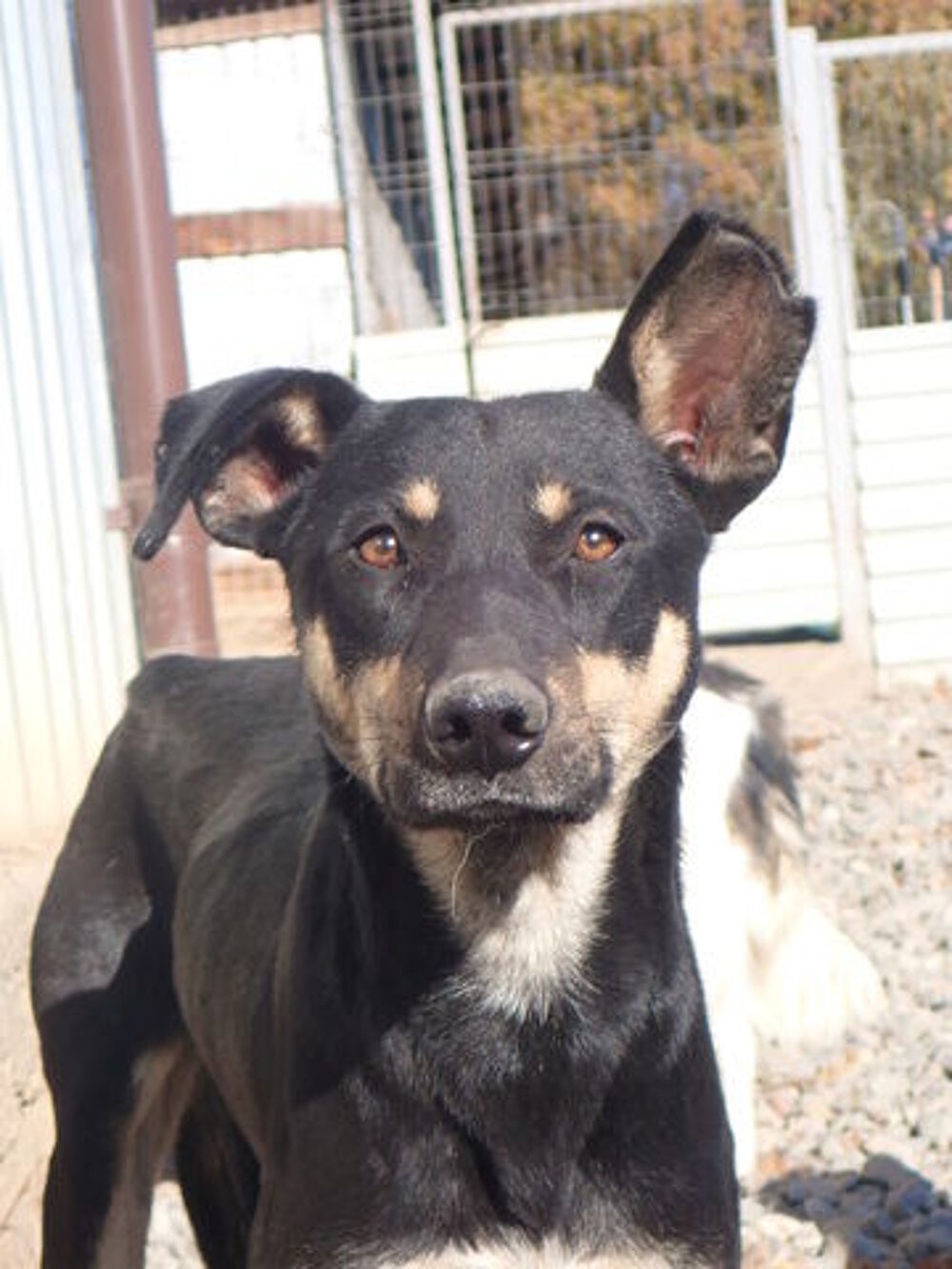   Hako à l'adoption 