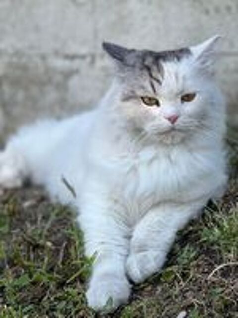   DISPARITION CHAT POILS LONG BLANC  