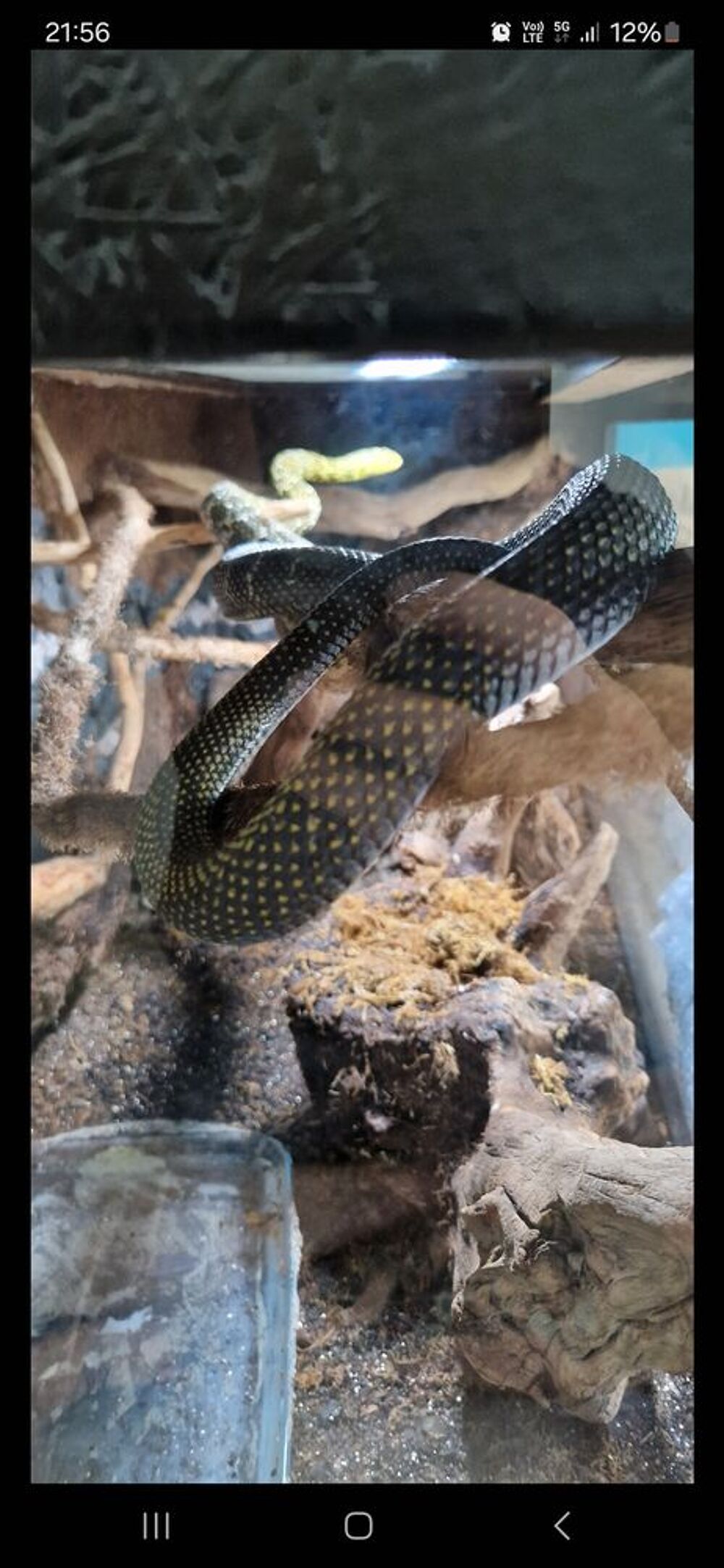   Elaphe carinata 