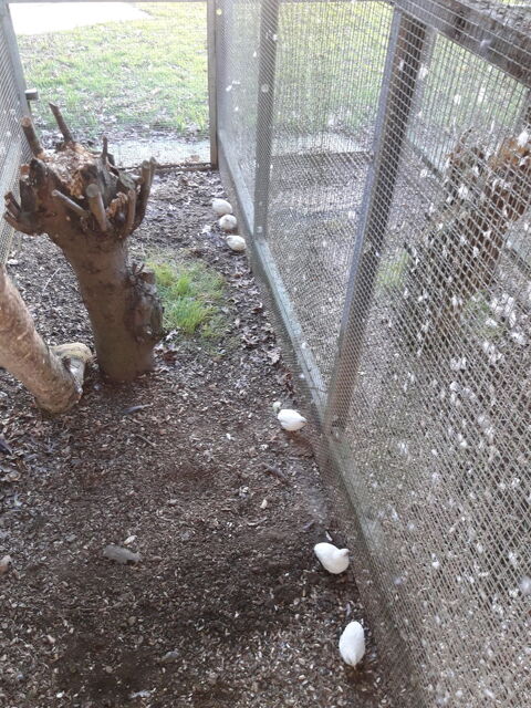 cailles de chine 7 85500 Beaurepaire