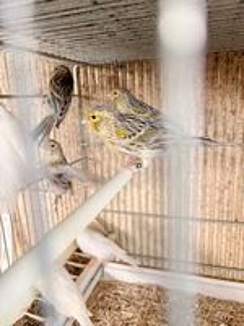   Canaris Agathe mosaïque jaune  